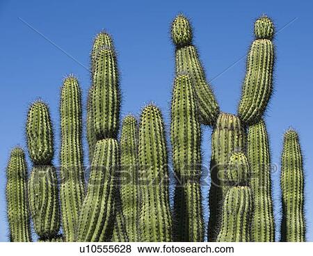 Organ Pipe Cactus against blue sky View Large Photo Image Stock Photo - Organ Pipe Cactus against blue sky. Fotosearch