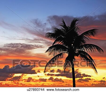 Picture - palm tree in sunrise/sunset. Fotosearch