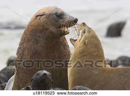 Stock Image - Parents and baby seals, South African Fur Seal, Namibia, Africa. Fotosearch