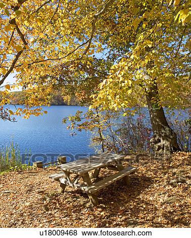 Stock Photo - Picnic bench in autumn leaves at edge of lake. Fotosearch