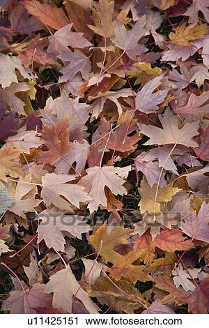 Stock Image - Pile of autumn leaves. Fotosearch