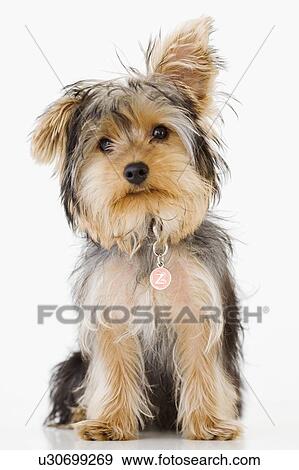 Stock Photo - Portrait of Yorkshire terrier. Fotosearch