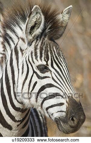 Portrait of zebra View Large Photo Image Stock Image - Portrait of zebra. Fotosearch