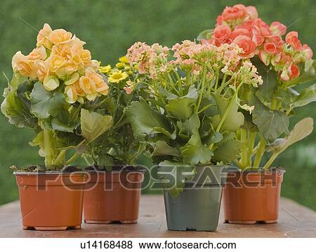 Stock Photo - Potted plants. Fotosearch