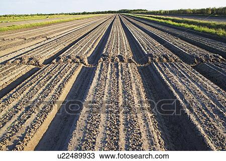 Stock Image - Rows in field, Florida, United States. Fotosearch