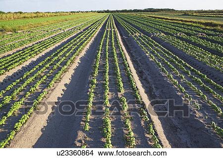 Rows of basil, Florida, United States View Large Photo Image Picture - Rows of basil, Florida, United States. Fotosearch