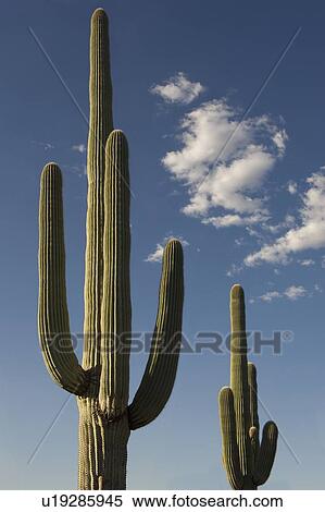 Saguaro Cactus plants against blue sky View Large Photo Image Stock Photography - Saguaro Cactus plants against blue sky. Fotosearch