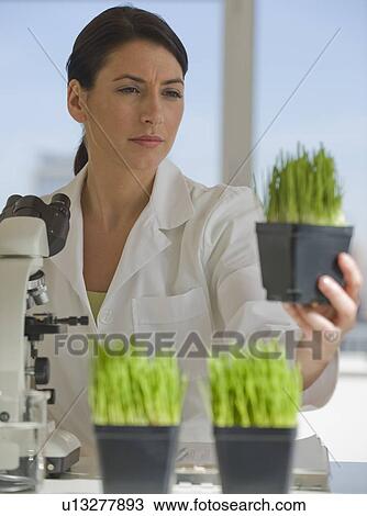 Stock Image - Scientist examining plants in pharmaceutical laboratory. Fotosearch