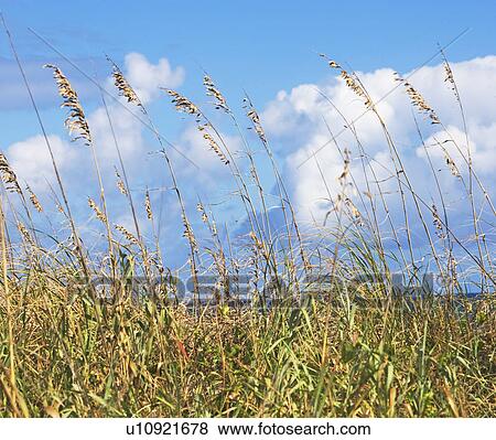 Stock Photo - sea oats on the beach. Fotosearch