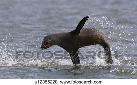 Stock Photo - Seal jumping out of water. Fotosearch