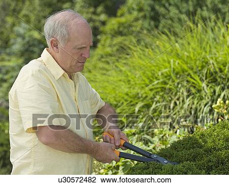 Stock Image - Senior man pruning hedges. Fotosearch