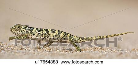 Stock Photo - Side view of chameleon walking. Fotosearch