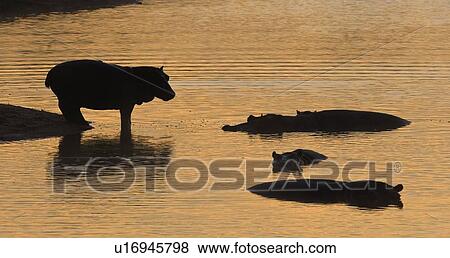 Silhouette of hippopotamus, Greater Kruger National Park, South Africa View Large Photo Image Stock Photo - Silhouette of hippopotamus, Greater Kruger National Park, South Africa. Fotosearch