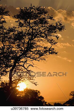 Silhouetted tree at sunrise View Large Photo Image Stock Photography - Silhouetted tree at sunrise. Fotosearch