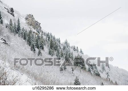 Snow covered trees on mountain side View Large Photo Image Stock Photograph - Snow covered trees on mountain side. Fotosearch