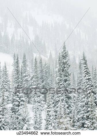 Stock Image - Snow covered trees on mountain, Wasatch Mountains, Utah, United States. Fotosearch