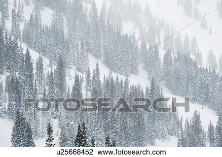 Snow covered trees on mountain, Wasatch Mountains, Utah, United States View Large Photo Image Stock Image - Snow covered trees on mountain, Wasatch Mountains, Utah, United States. Fotosearch