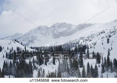 Stock Photo - Snow covered trees on mountain, Wasatch Mountains, Utah, United States. Fotosearch