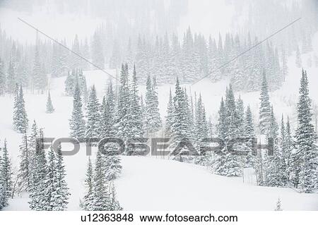 Snow covered trees on mountain, Wasatch Mountains, Utah, United States View Large Photo Image Stock Photo - Snow covered trees on mountain, Wasatch Mountains, Utah, United States. Fotosearch