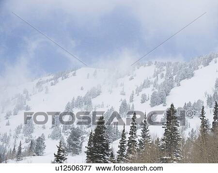 Stock Photo - Snow covered trees on mountain, Wasatch Mountains, Utah, United States. Fotosearch