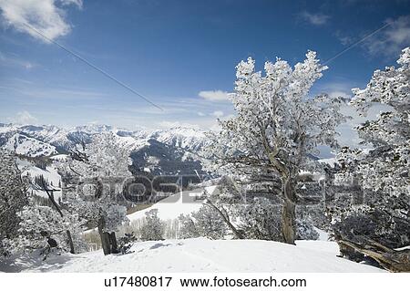 Stock Photo - Snow covered trees on mountain, Wasatch Mountains, Utah, United States. Fotosearch