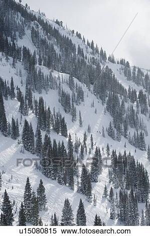 Snow covered trees on mountain, Wasatch Mountains, Utah, United States View Large Photo Image Stock Photography - Snow covered trees on mountain, Wasatch Mountains, Utah, United States. Fotosearch