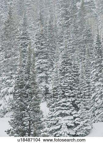 Snow covered trees, Wasatch Mountains, Utah, United States View Large Photo Image Picture - Snow covered trees, Wasatch Mountains, Utah, United States. Fotosearch