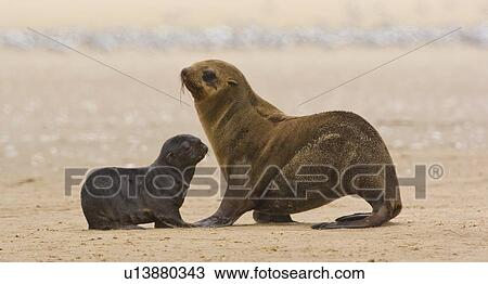 Stock Image - South African Fur Seal, mother and baby, Namibia, Africa. Fotosearch