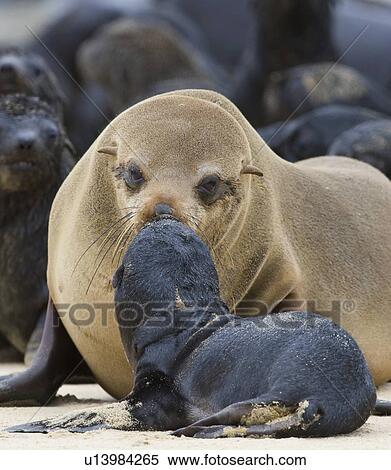 Stock Photography - South African Fur Seal, mother and baby, Namibia, Africa. Fotosearch