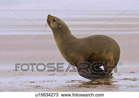 Stock Image - South African Fur Seal on sand, Namibia, Africa. Fotosearch