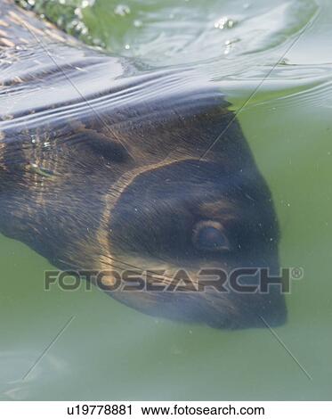 Stock Image - South African Fur Seal swimming underwater, Namibia, Africa. Fotosearch