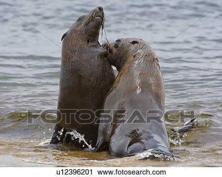 Stock Image - South African Fur Seals in water, Namibia, Africa. Fotosearch