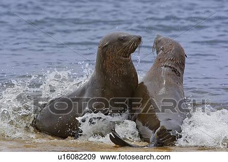 South African Fur Seals in water, Namibia, Africa View Large Photo Image Stock Photo - South African Fur Seals in water, Namibia, Africa. Fotosearch
