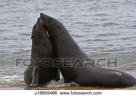 Stock Photograph - South African Fur Seals in water, Namibia, Africa. Fotosearch