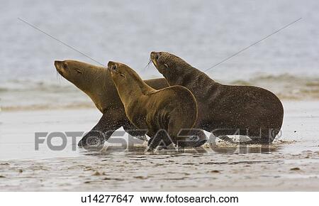 Stock Photo - South African Fur Seals running, Namibia, Africa. Fotosearch