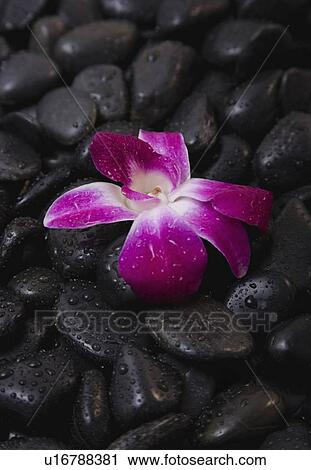Spa treatment stones and flower View Large Photo Image Stock Image - Spa treatment stones and flower. Fotosearch