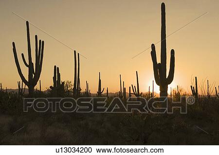 Stock Image - Sun behind cactus plants, Saguaro National Park, Arizona. Fotosearch