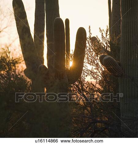 Stock Photograph - Sun behind cactus plants, Saguaro National Park, Arizona. Fotosearch