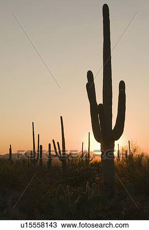 Stock Image - Sun behind cactus, Saguaro National Park, Arizona. Fotosearch
