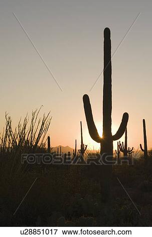 Stock Photo - Sun setting behind cactus plants, Saguaro National Park, Arizona. Fotosearch