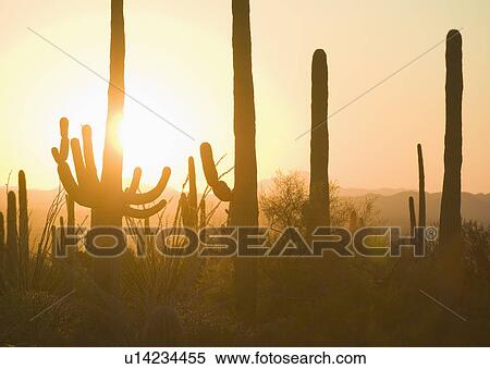 Sun setting behind cactus plants, Saguaro National Park, Arizona View Large Photo Image Stock Photography - Sun setting behind cactus plants, Saguaro National Park, Arizona. Fotosearch