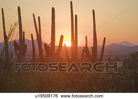 Stock Photograph - Sun setting over Saguaro National Park, Arizona. Fotosearch