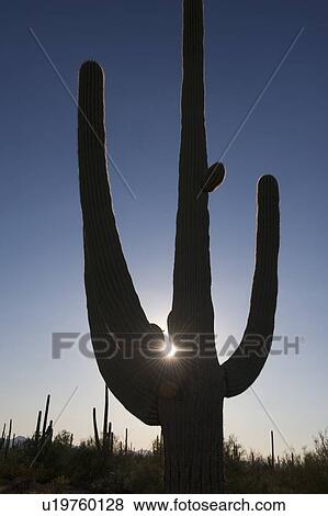 Stock Photo - Sun shining behind cactus plant, Saguaro National Park, Arizona. Fotosearch