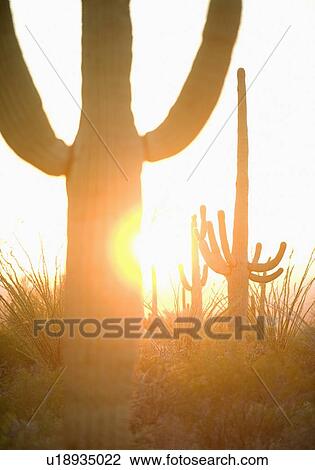 Stock Image - Sun shining behind cactus, Saguaro National Park, Arizona. Fotosearch
