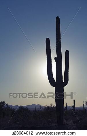 Sun shining behind cactus, Saguaro National Park, Arizona View Large Photo Image Stock Image - Sun shining behind cactus, Saguaro National Park, Arizona. Fotosearch