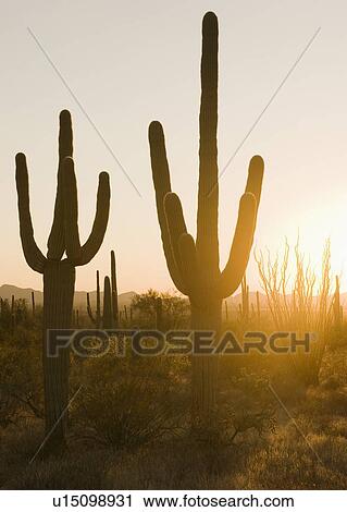 Stock Image - Sun shining on cactus plants, Saguaro National Park, Arizona. Fotosearch