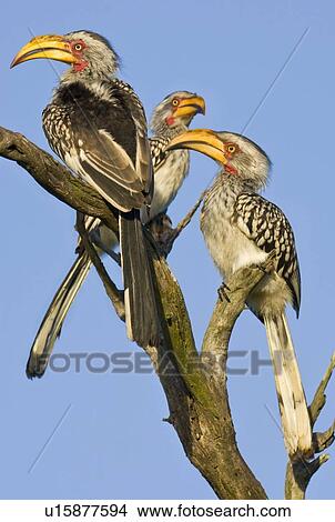 Three birds perched on tree branch View Large Photo Image Picture - Three birds perched on tree branch. Fotosearch
