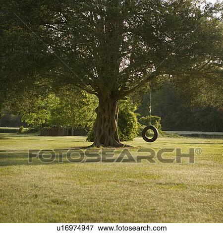 Tire swing hanging from tree View Large Photo Image Stock Photo - Tire swing hanging from tree. Fotosearch