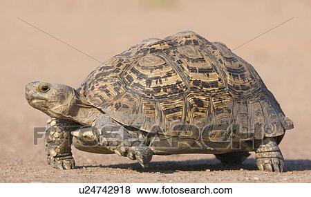 Stock Photo - Tortoise walking in sand. Fotosearch