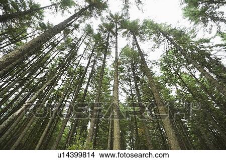 Towering trees, Hood River, Oregon View Large Photo Image Picture - Towering trees, Hood River, Oregon. Fotosearch